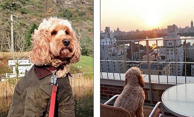 英國小狗跟隨主人遊歷11國23個城市