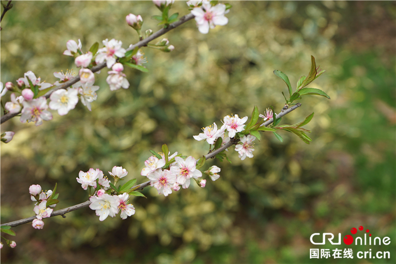 【湖北】【CRI原創】桃花灼灼 武漢植物園春色怡人