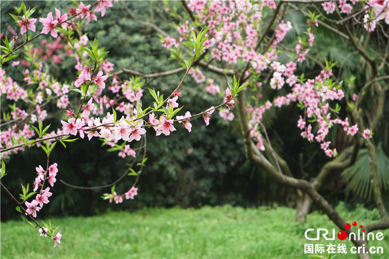 【湖北】【CRI原創】桃花灼灼 武漢植物園春色怡人