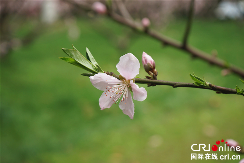 【湖北】【CRI原創】桃花灼灼 武漢植物園春色怡人