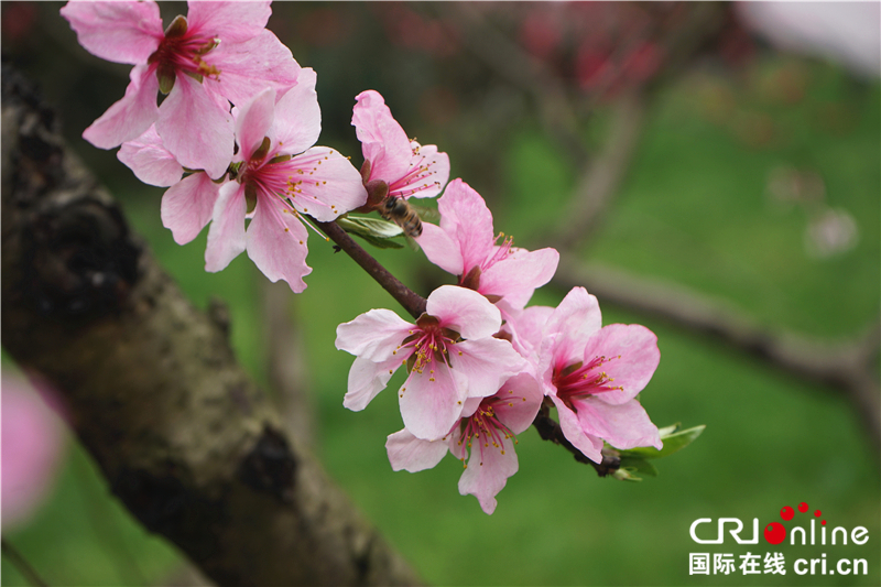 【湖北】【CRI原創】桃花灼灼 武漢植物園春色怡人