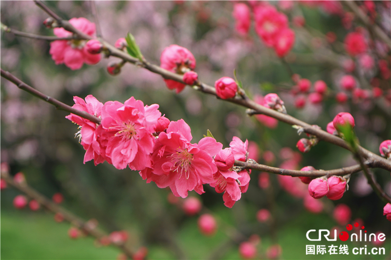 【湖北】【CRI原創】桃花灼灼 武漢植物園春色怡人