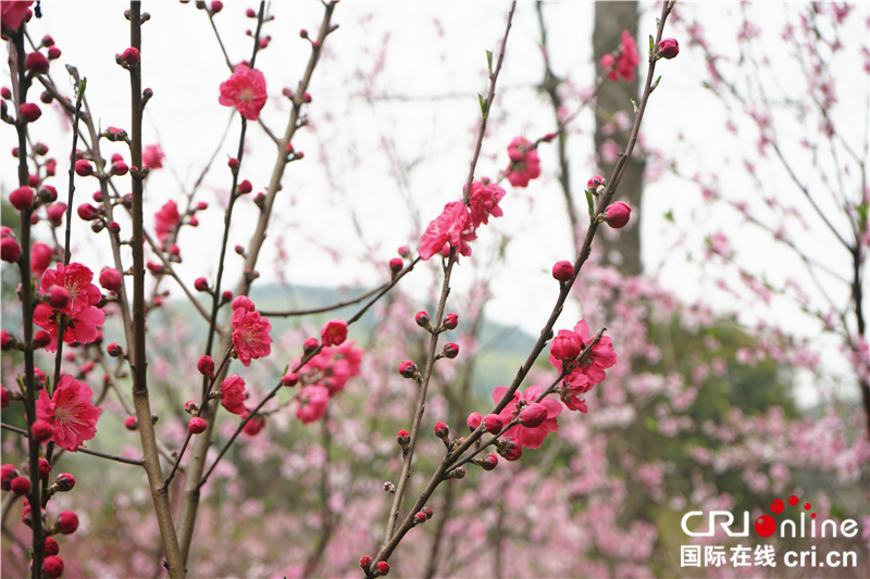 【湖北】【CRI原創】桃花灼灼 武漢植物園春色怡人