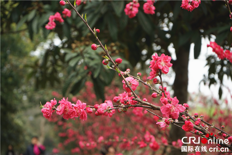 【湖北】【CRI原創】桃花灼灼 武漢植物園春色怡人