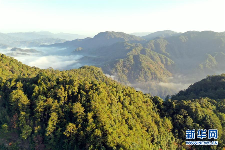 梅花山：閩西綠色翡翠