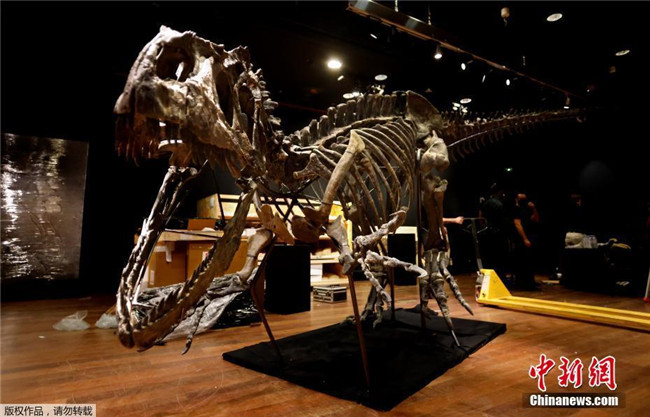 Ana shirya gwajon kasusuwan dabbar allosaurus a kasar Faransa