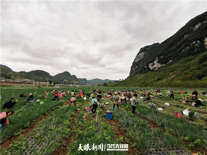 【千年之變·新時代的貴州人】産業有活力 種地有“錢”景｜新型農業“産業工人”幸福穩穩的