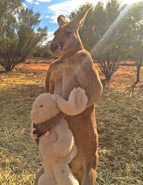 澳大利亚强悍袋鼠死死守护玩具兔