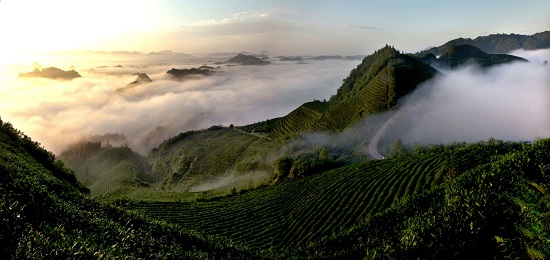 （黔茶貴水）貴山雲霧深 千姿百態共一“綠”