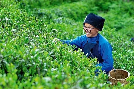 （黔茶貴水）貴山雲霧深 千姿百態共一“綠”