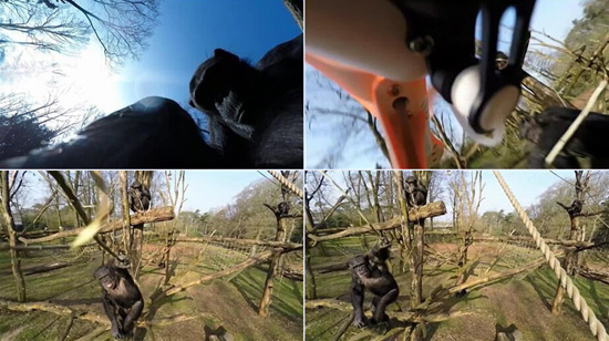 荷蘭動物園黑猩猩用樹枝將園方巡邏機擊落