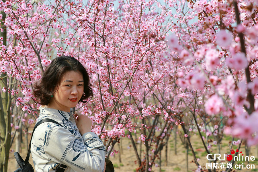 【河南供稿】河南永城:百花盛開醉遊人