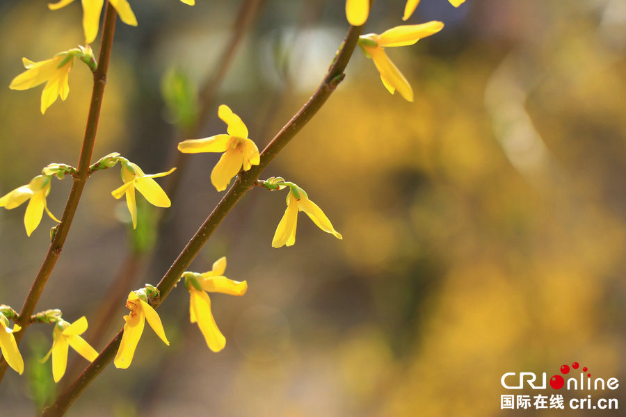 【河南供稿】河南永城:百花盛開醉遊人