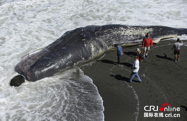 美国加州海滩惊现巨型抹香鲸尸体