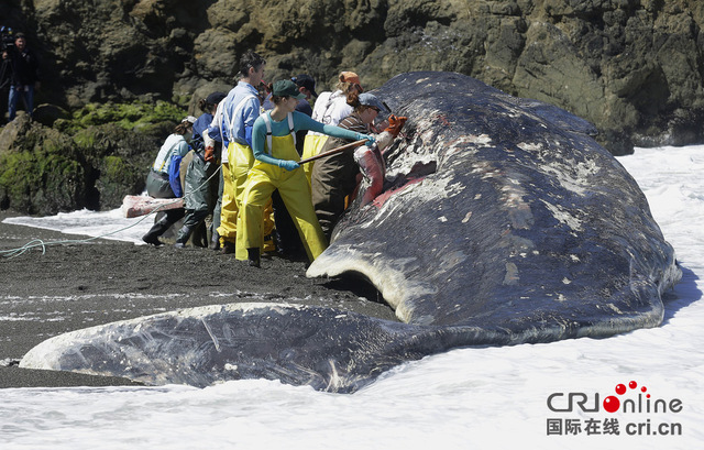 美国加州海滩惊现巨型抹香鲸尸体