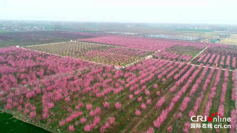 【河南供稿】河南淮陽：春回大地 梅花綻放迎客來