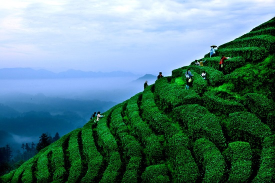 （黔茶貴水）當貴州綠茶遇上100℃