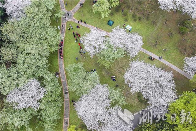 青山公園櫻花苑引遊客賞櫻