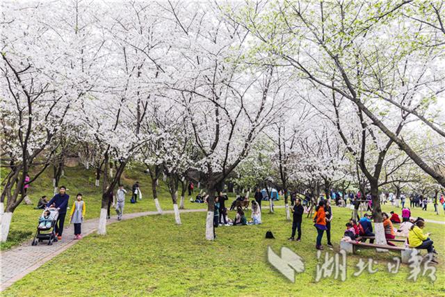 青山公園櫻花苑引遊客賞櫻