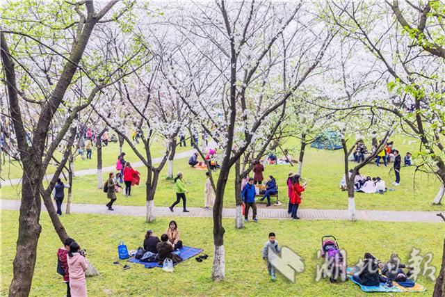 青山公園櫻花苑引遊客賞櫻