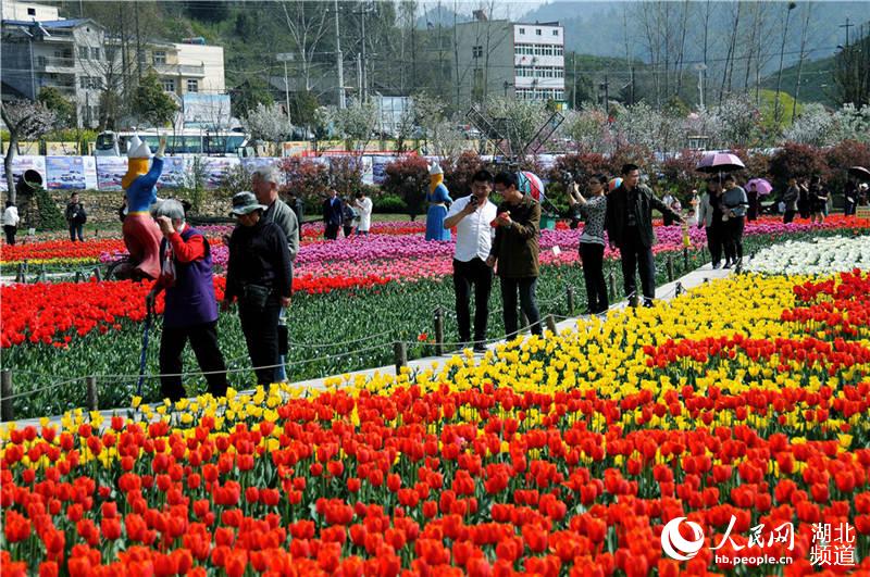 湖北十堰：鬱金香花開爭奇鬥艷