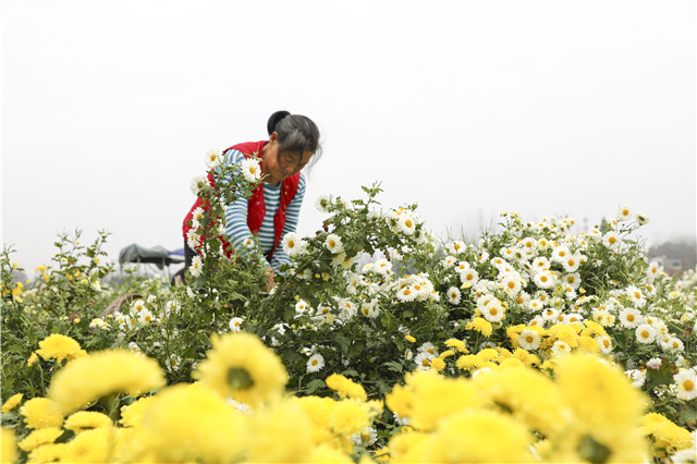 湖北沙洋：菊花開滿致富路