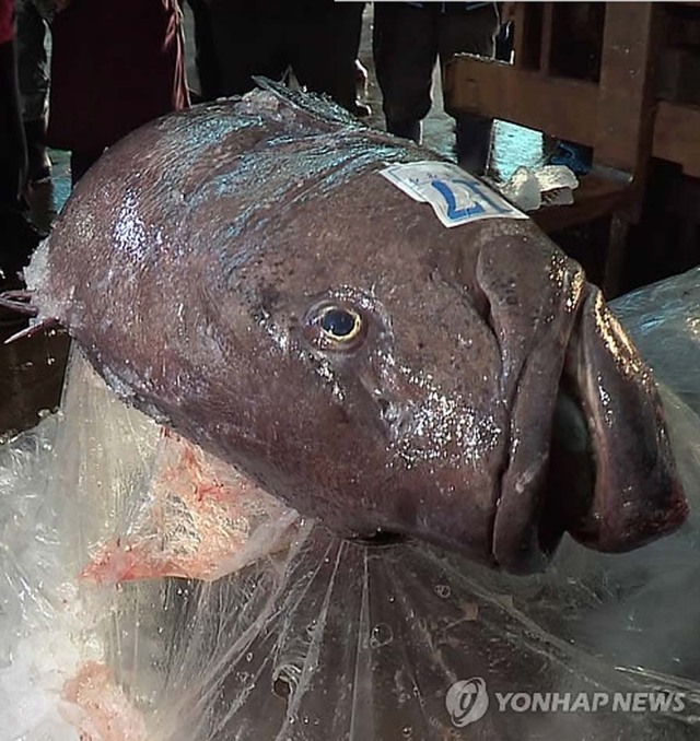 長1.8米深海鱸魚在韓拍出3萬元高價