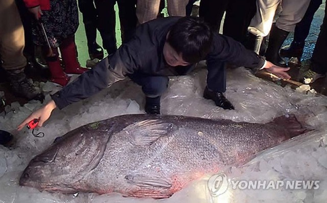長1.8米深海鱸魚在韓拍出3萬元高價