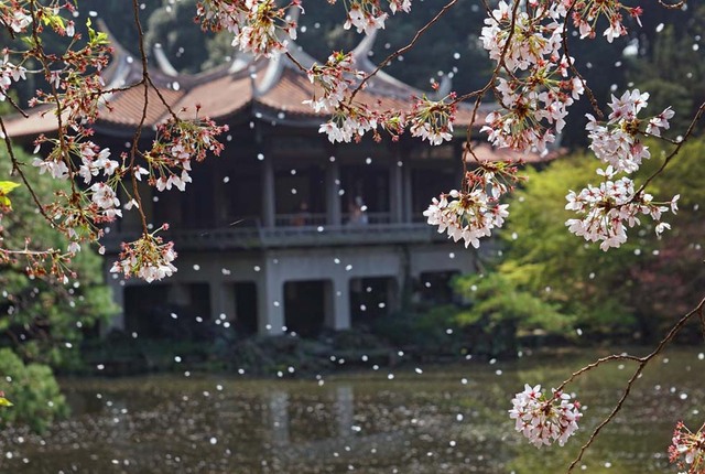 全球多地迎来绚烂樱花季 美景如画