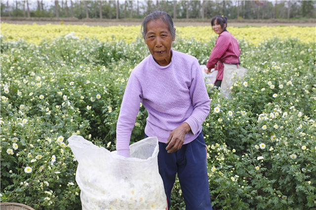 湖北沙洋：菊花開滿致富路