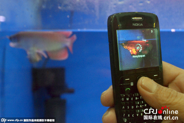 印尼现罕见连体暹罗龙鱼