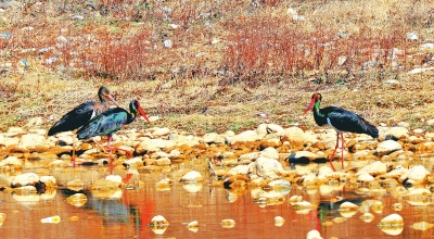 【圖説1】黃河濕地國家級保護區驚現3隻鳥界“國寶”黑鸛