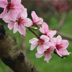 【湖北】【CRI原創】桃花灼灼 武漢植物園春色怡人