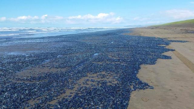 美国西北海岸大批水母“登陆” 专家警告勿触碰