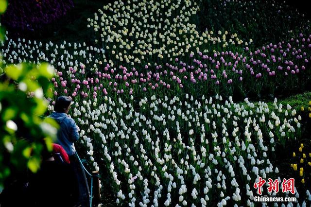 北京植物園50萬株鬱金香競相開放