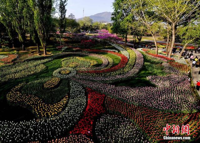 北京植物園50萬株鬱金香競相開放