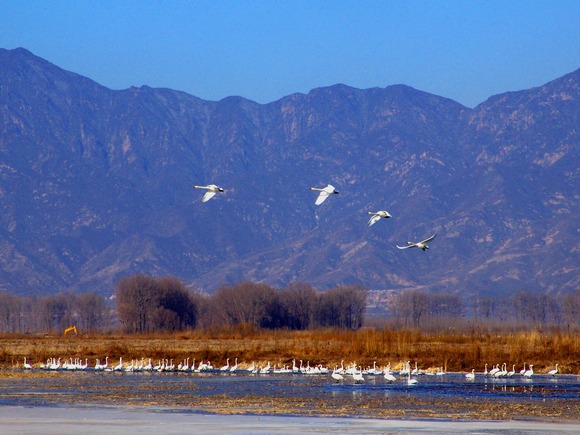 The Green Development of Beijing Wild Duck Lake Creates Ecological Beauty
