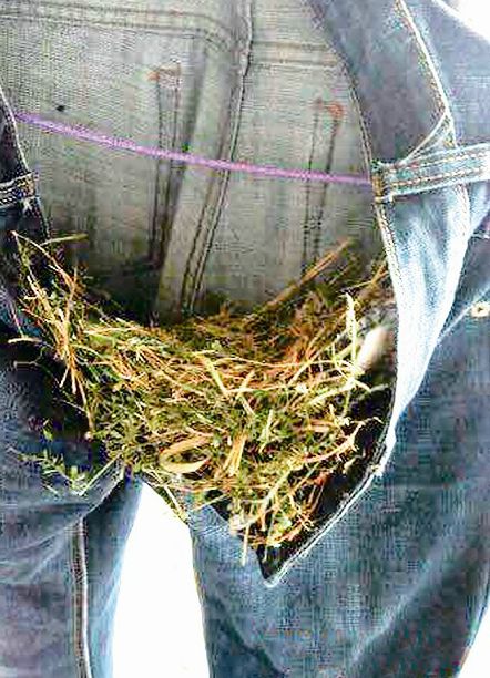 学生在阳台晾晒牛仔裤 小鸟在裤中筑巢下蛋