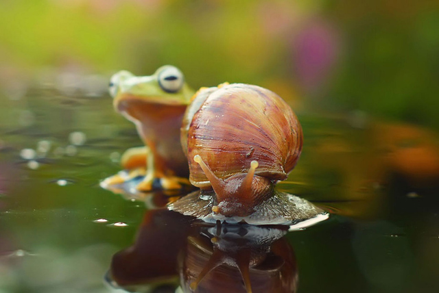 印尼雨蛙趴蜗牛身上“搭便车”过河