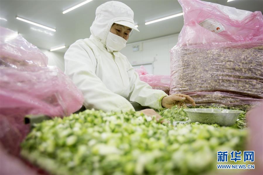 江蘇泰州：興化香蔥産銷兩旺