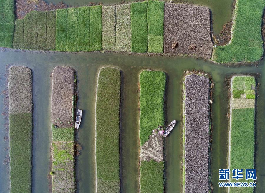 江苏泰州：兴化香葱产销两旺