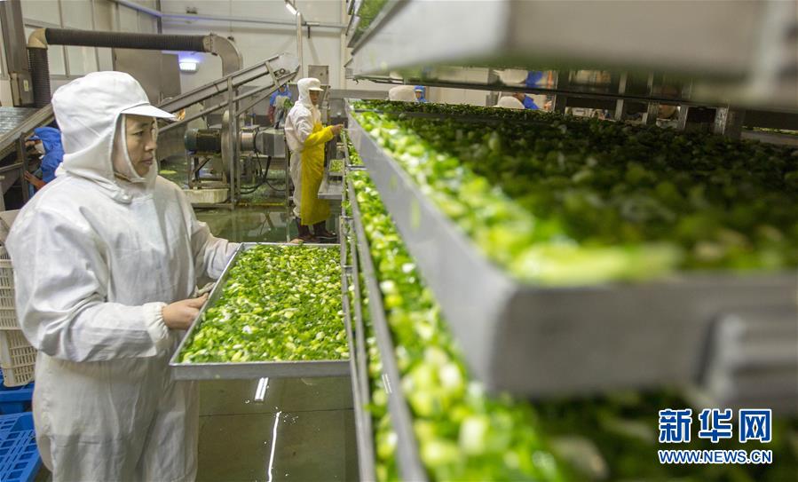 江苏泰州：兴化香葱产销两旺