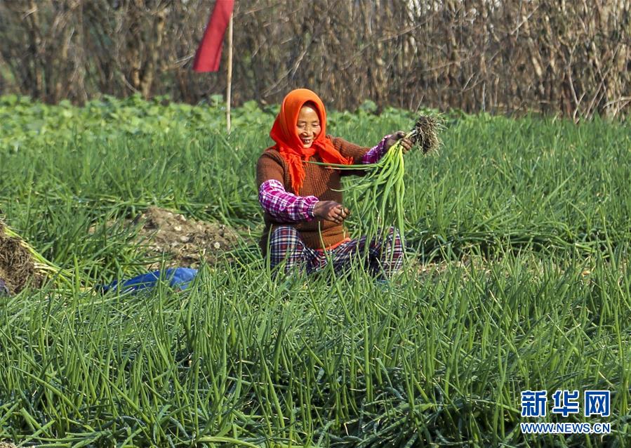 江苏泰州：兴化香葱产销两旺
