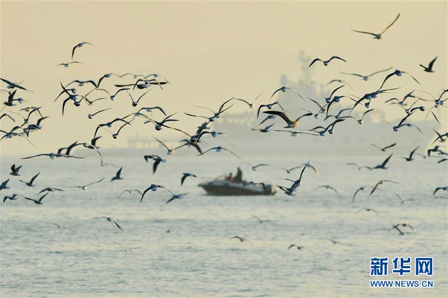 青岛栈桥 鸥鸟翔集