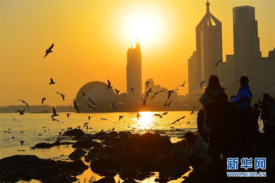 青岛栈桥 鸥鸟翔集