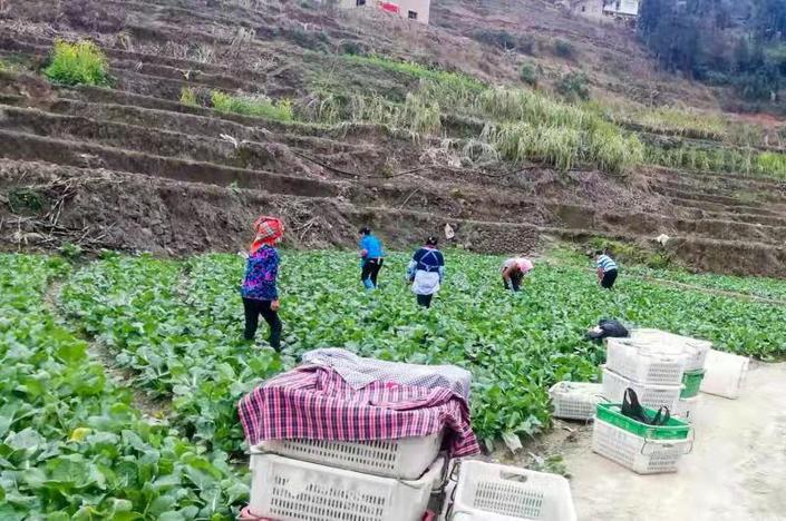 （市州）紫雲馬寨村：做好防疫種蔬菜 保障蔬菜正常供應