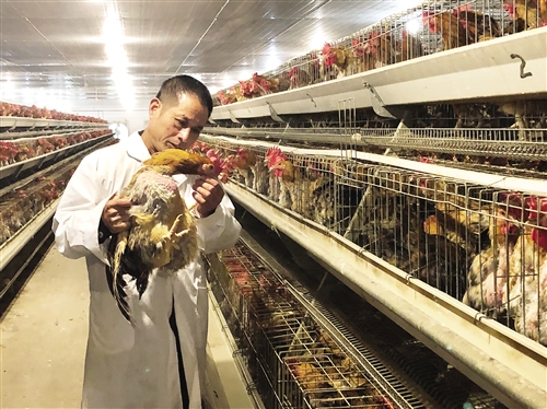 發展壯大禽畜養殖 企業助力脫貧攻堅