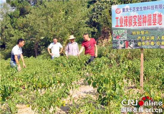 已過審【區縣聯動】【石柱】重慶石柱成功種植世界最辣辣椒“地獄火焰”【區縣聯動】石柱成功種植世界最辣辣椒“地獄火焰”