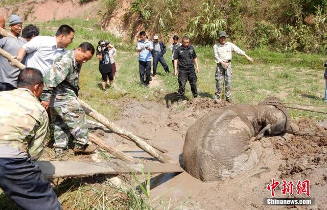 西双版纳一野生大象陷泥潭 现场打点滴输液