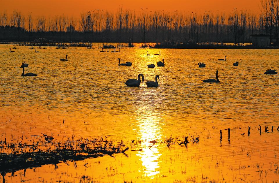 河南靈寶：黃河岸邊天鵝舞